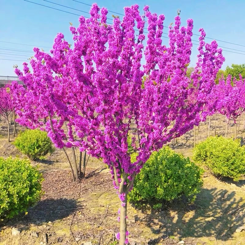 紫荆花树苗绿化风景树庭院耐旱耐寒花卉植物室外好养绿植别墅老桩