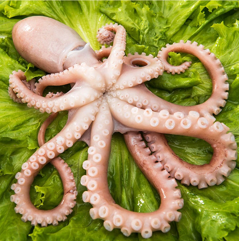 海捕长腿八爪鱼 营养美味海鲜 烹饪食用 连云港发货   2斤/4斤