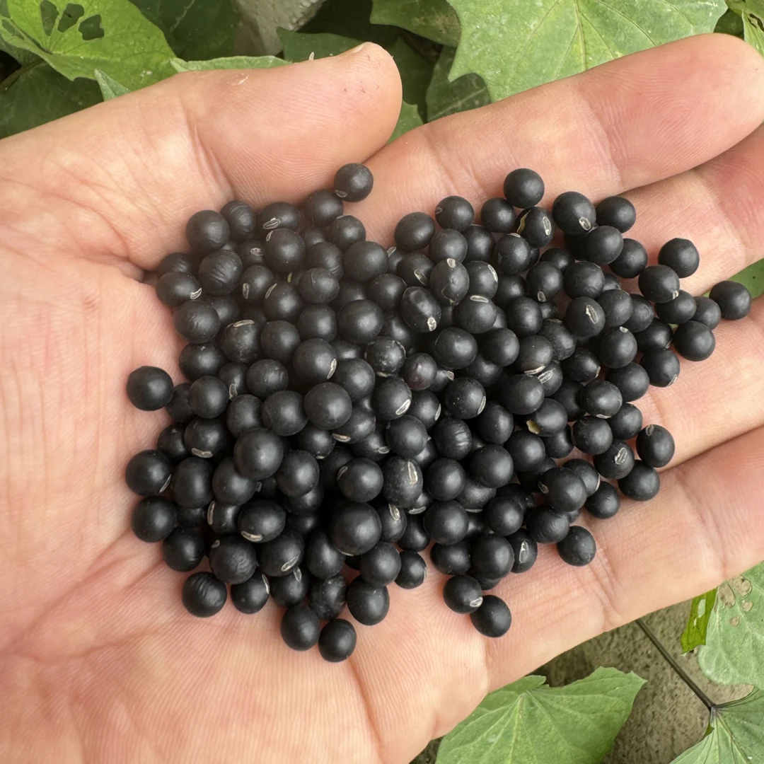 信宜农家当季新鲜黄心小黑豆农村小黄豆