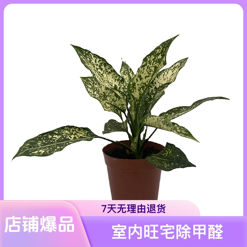 绿翡翠万年青花叶懒人盆栽室内旺宅除甲醛净化空气办公室桌面花卉