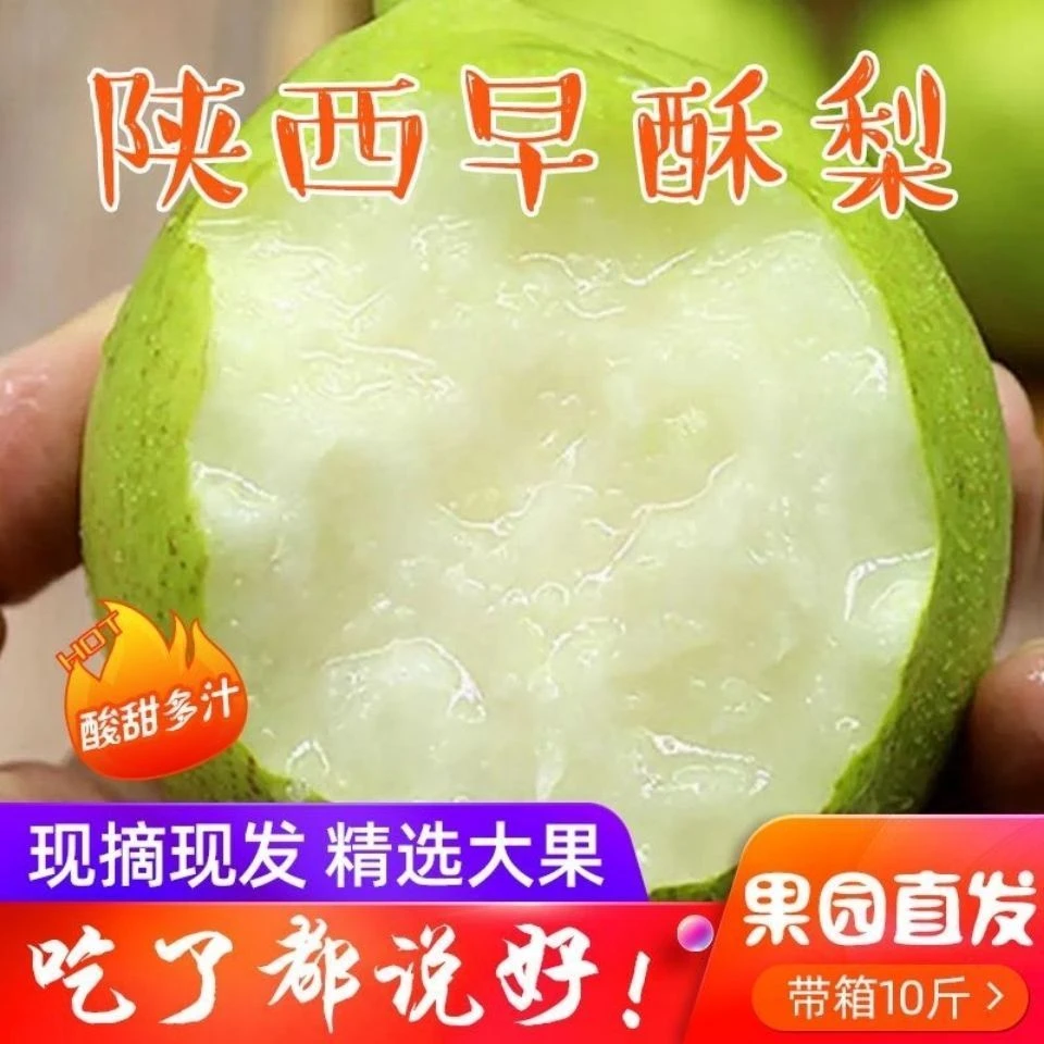 {粉丝专享}早酥梨青皮梨脆甜多汁新鲜应季水果果园直发5斤包邮