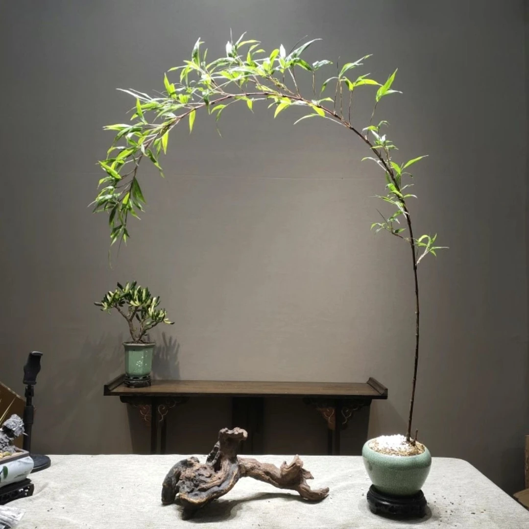 红寒竹紫寒竹一物一拍精品朱竹桌面飘枝盆景绿植