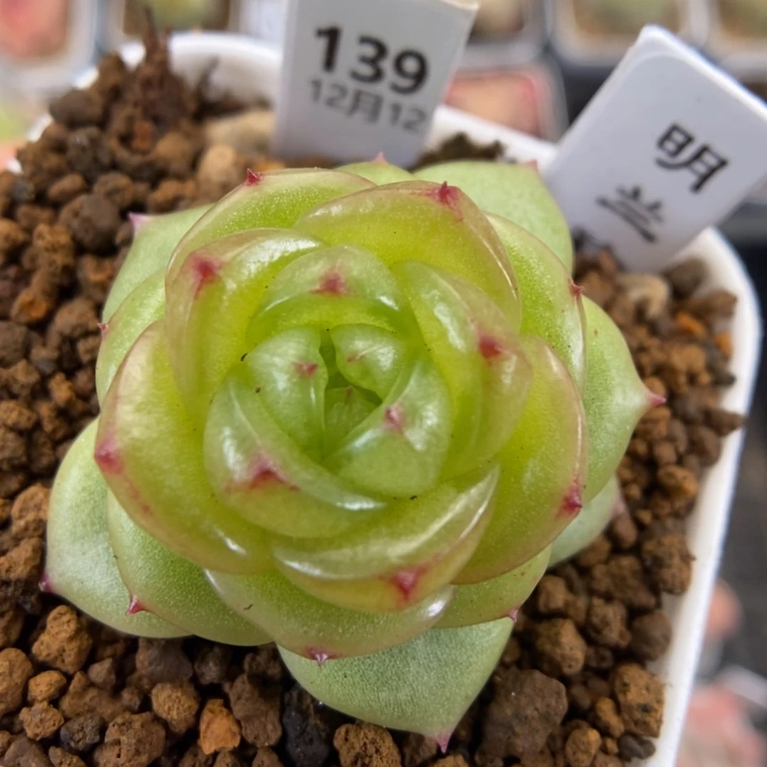 【闪购商品】1212-139