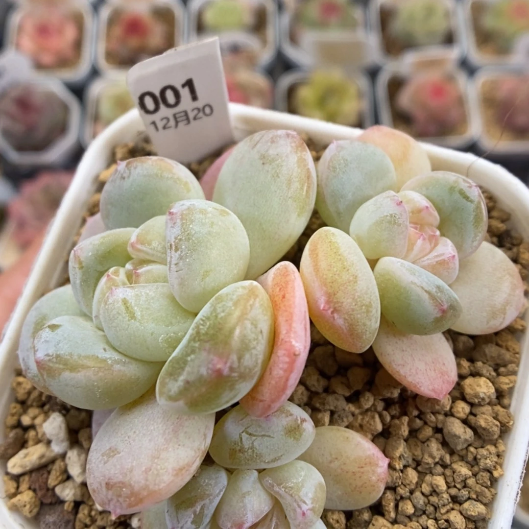 【闪购商品】1220-001