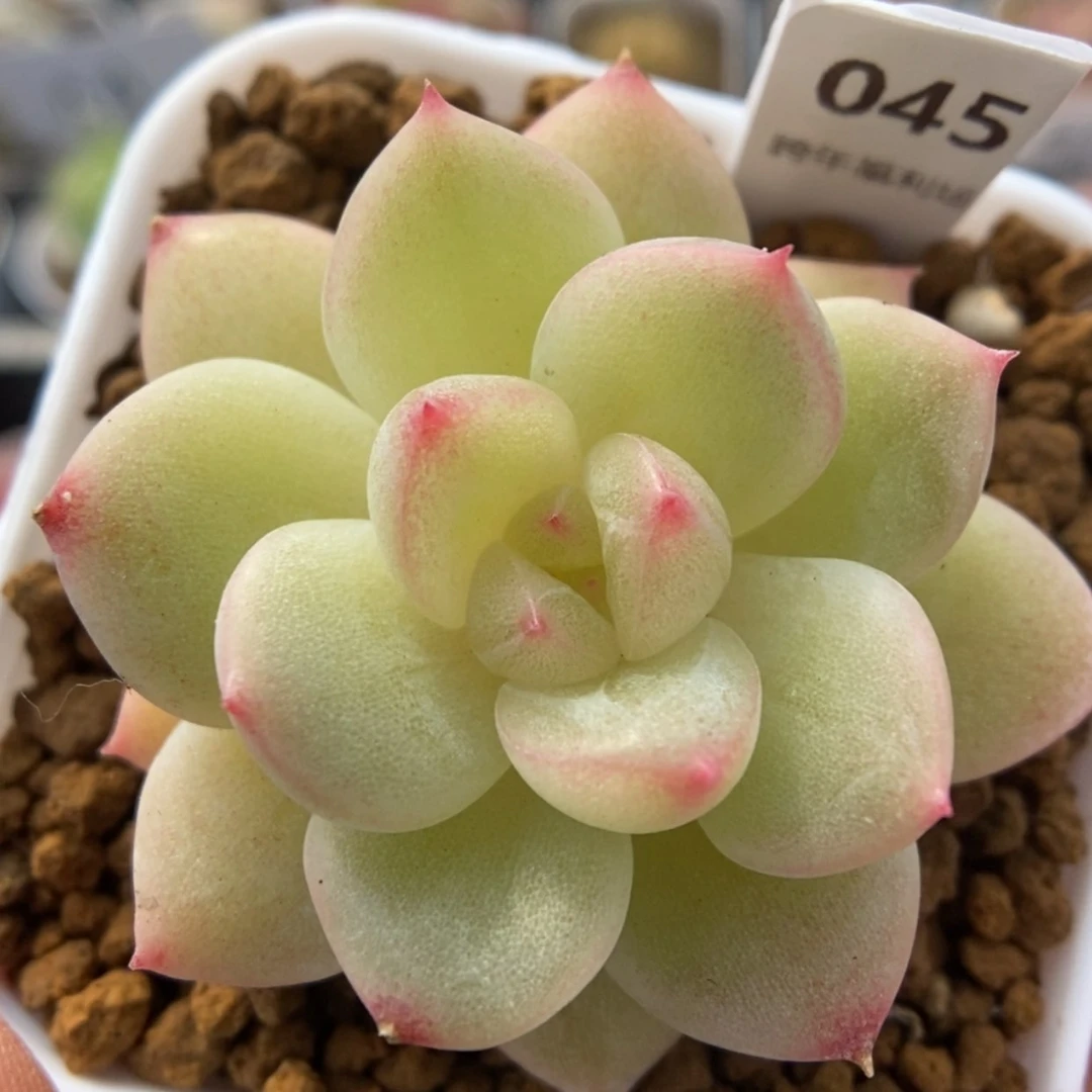 【闪购商品】1230-45