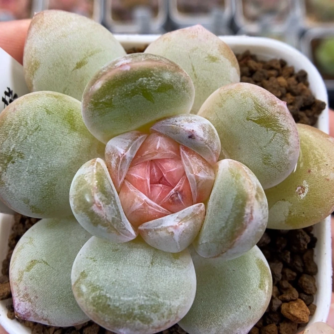 【闪购商品】1212-019