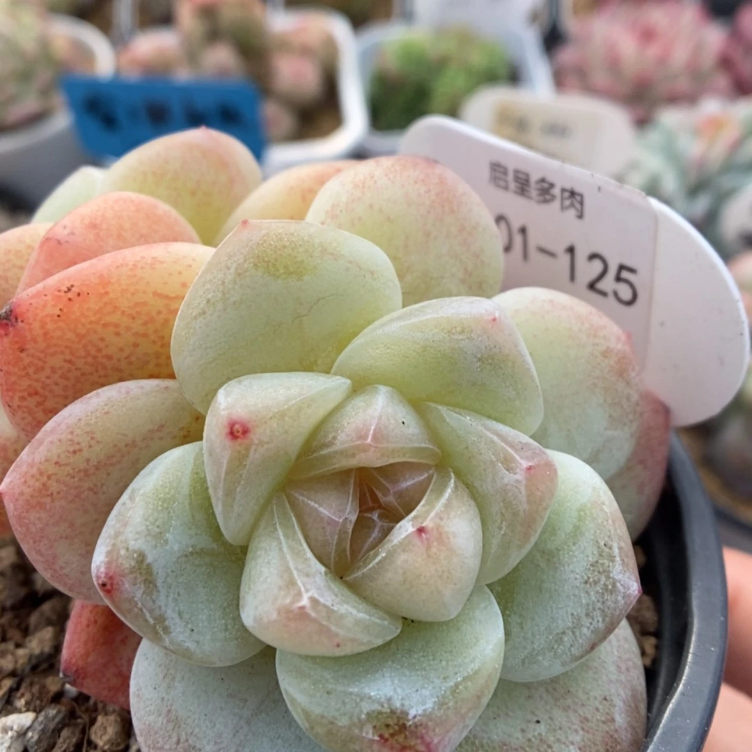 【闪购商品】0101-125