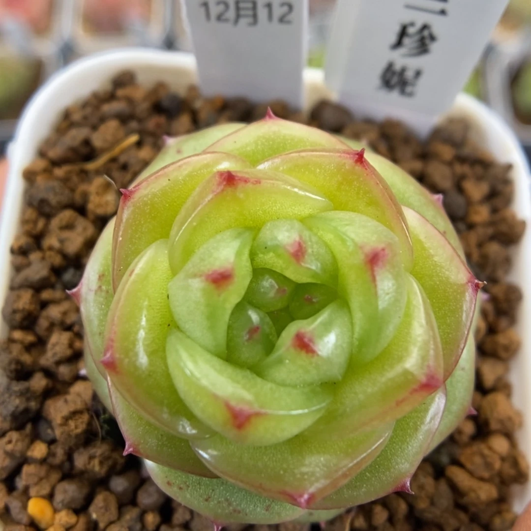 【闪购商品】1212-056