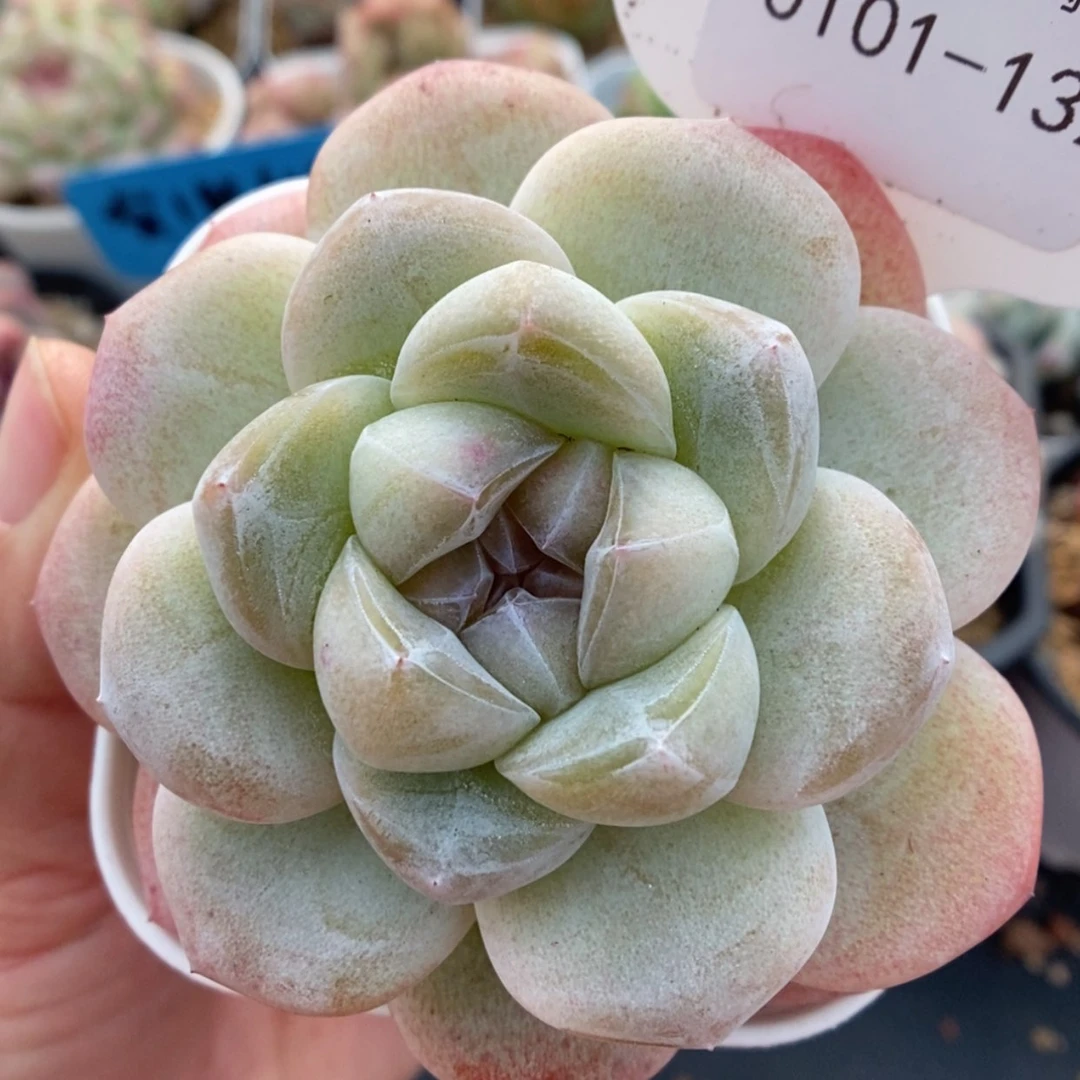 【闪购商品】0101-132