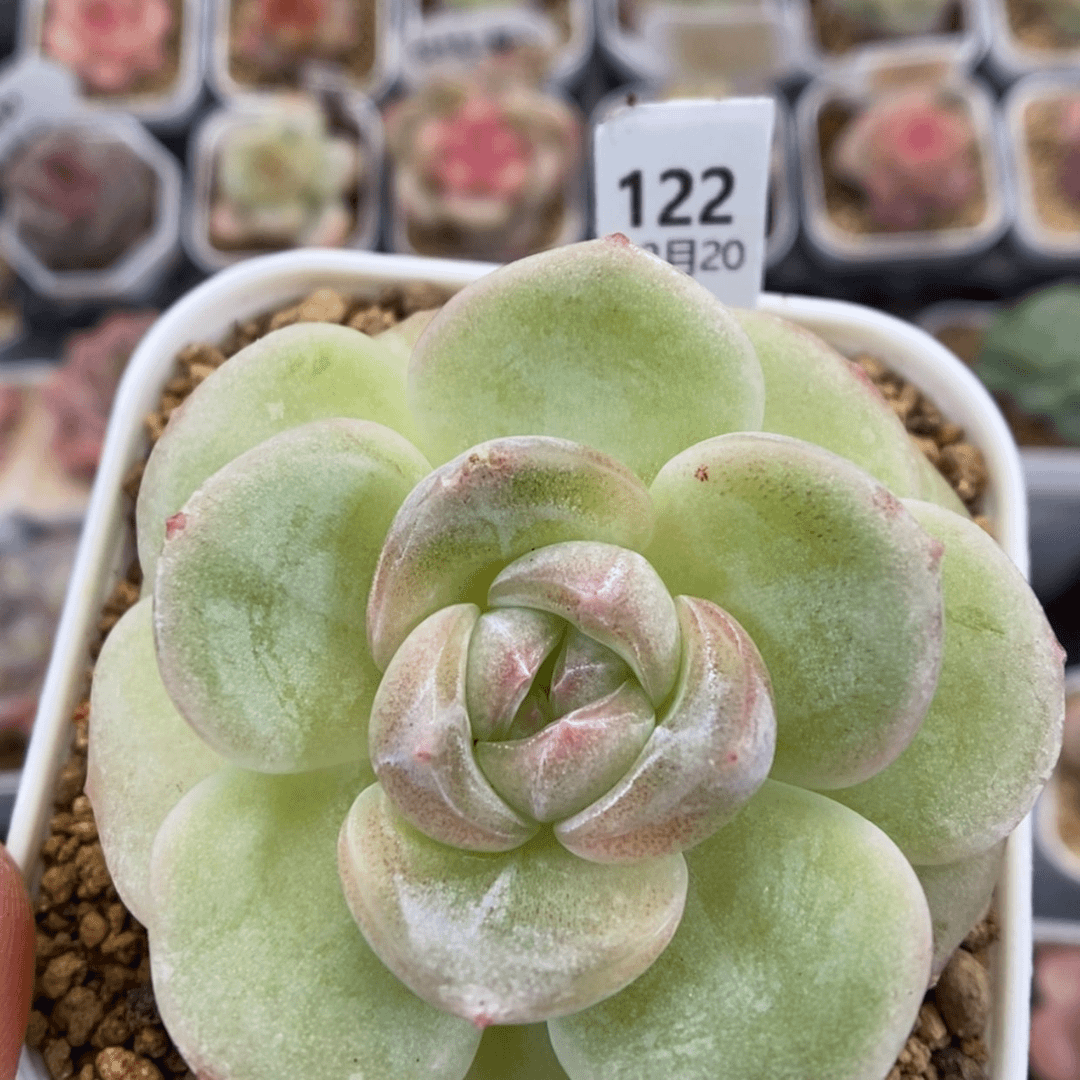 【闪购商品】1220-122