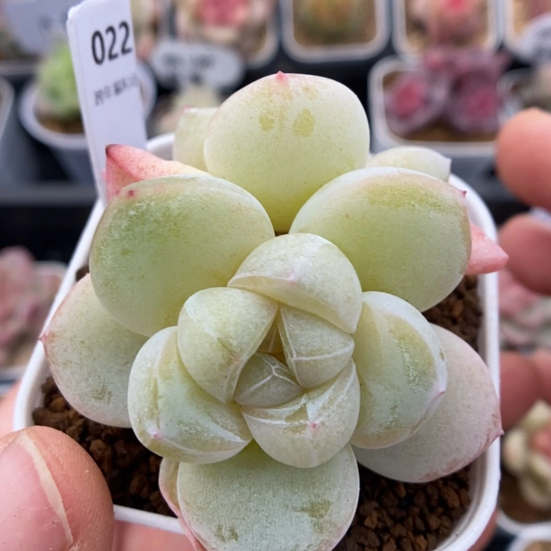 【闪购商品】1230-22