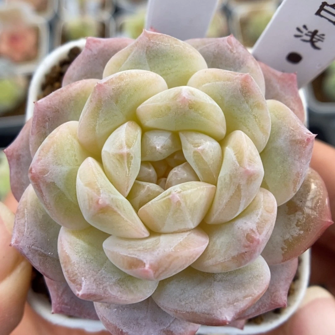 【闪购商品】1212-86