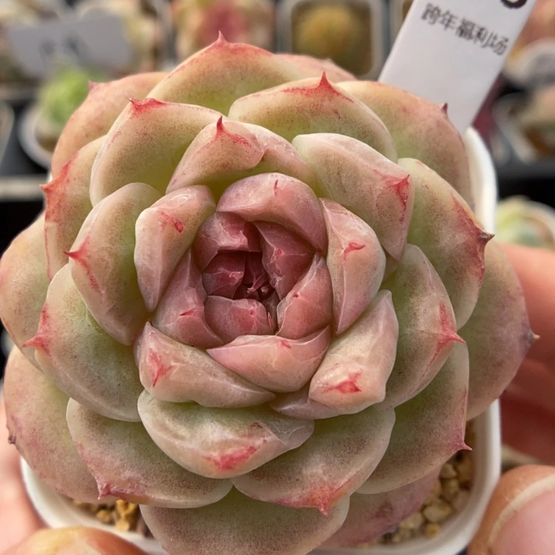 【闪购商品】1230-003