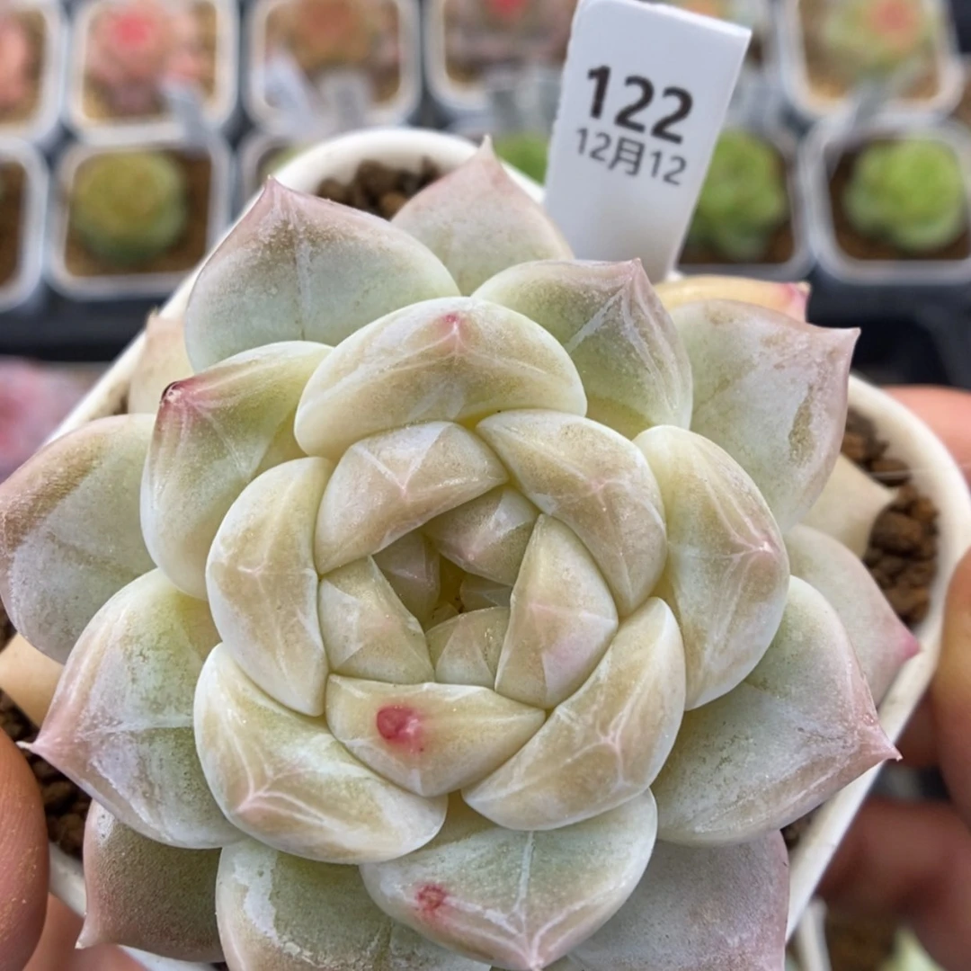 【闪购商品】1212-122