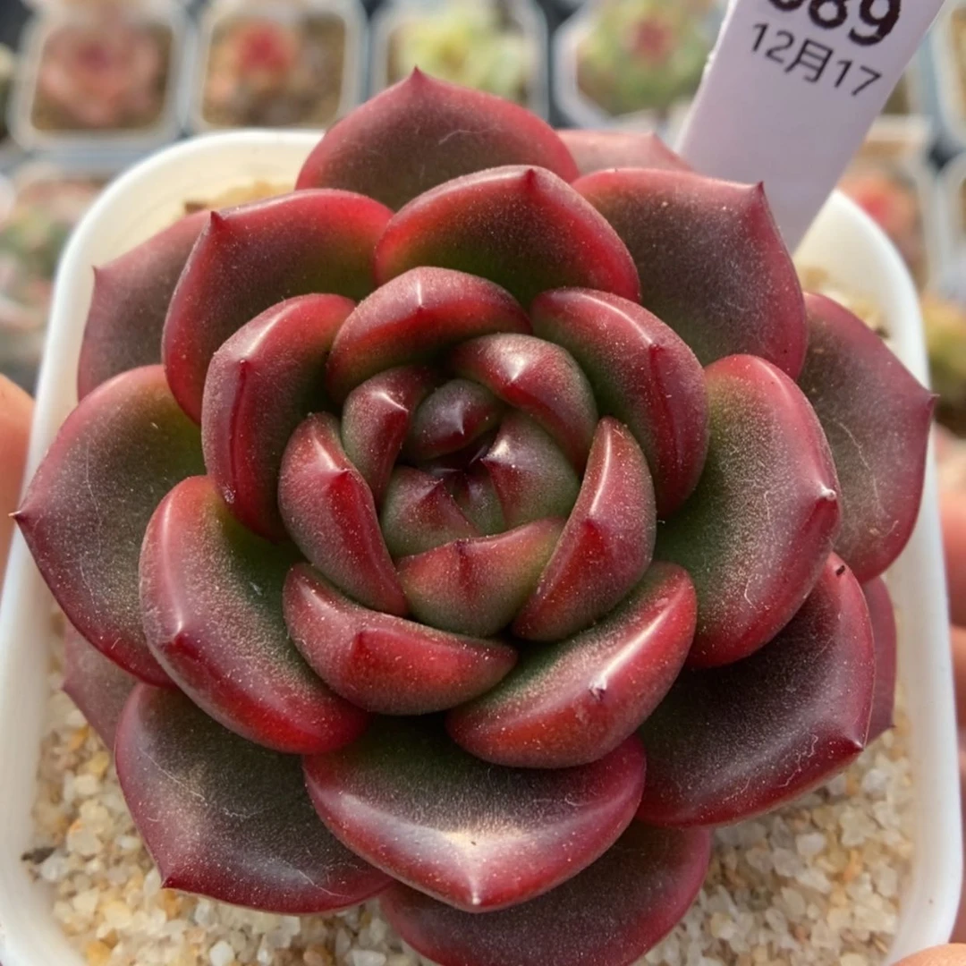 【闪购商品】1217-89