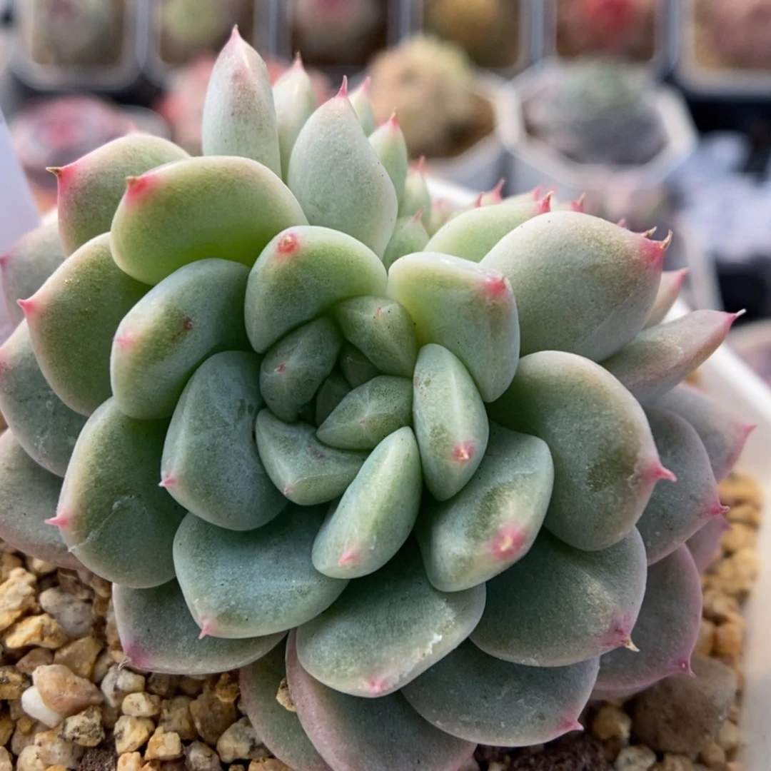 【闪购商品】1231-358