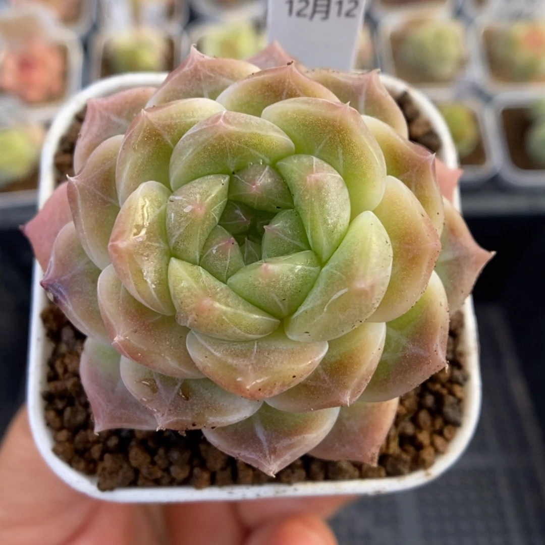 【闪购商品】1212-123