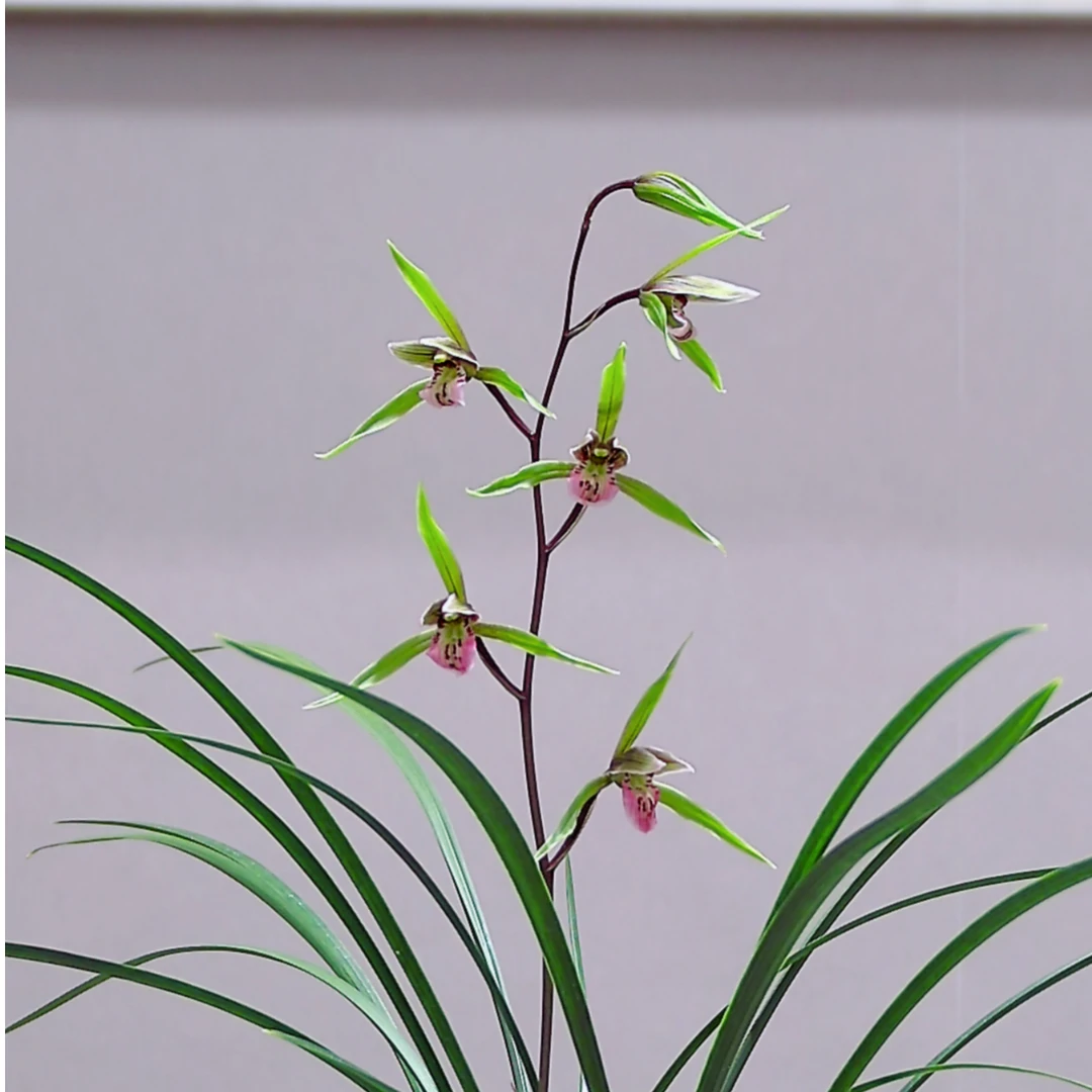精品兰花（一物一品，非标准定价）