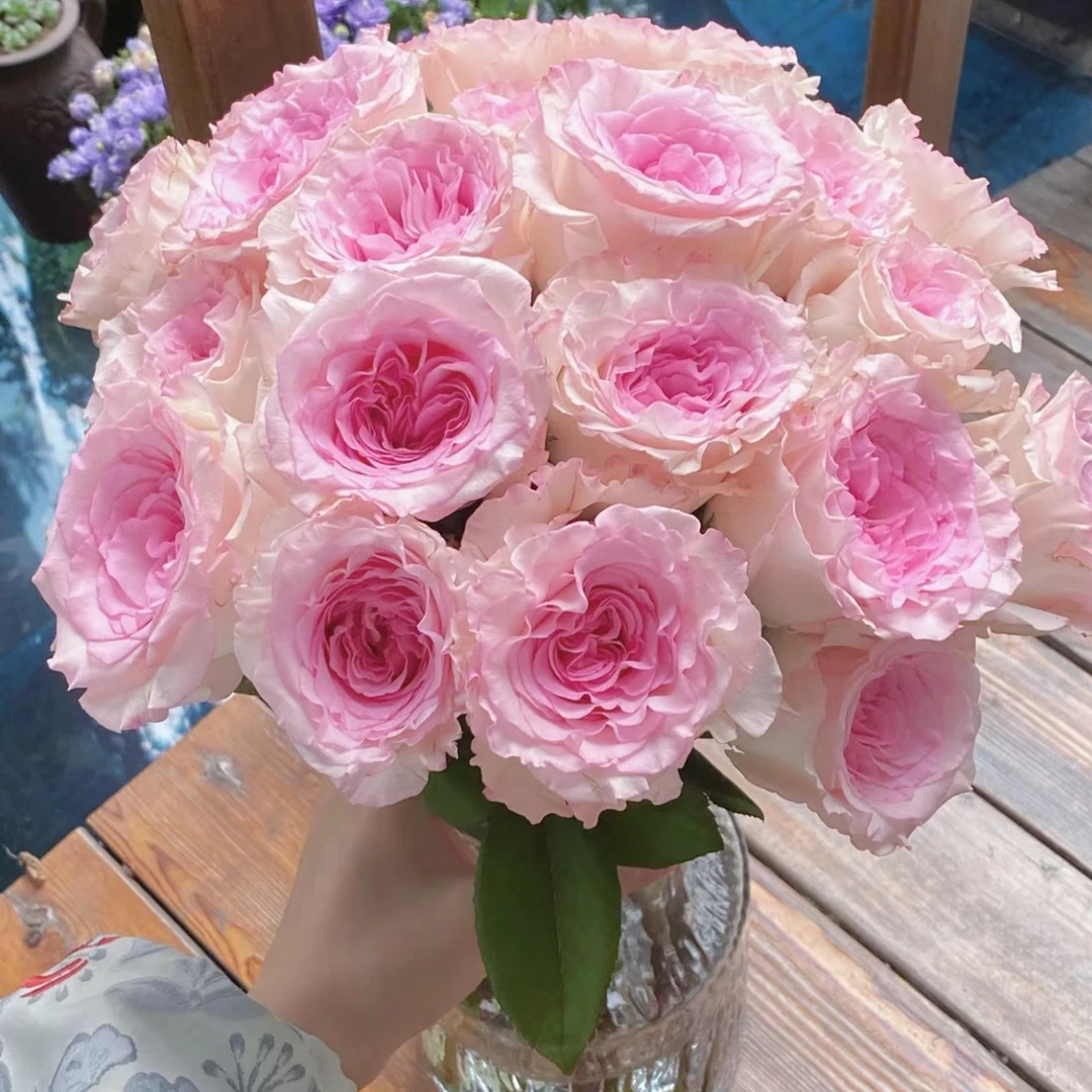【鲜花优选】单头洛神玫瑰鲜花云南基地直发两单升级顺丰包邮