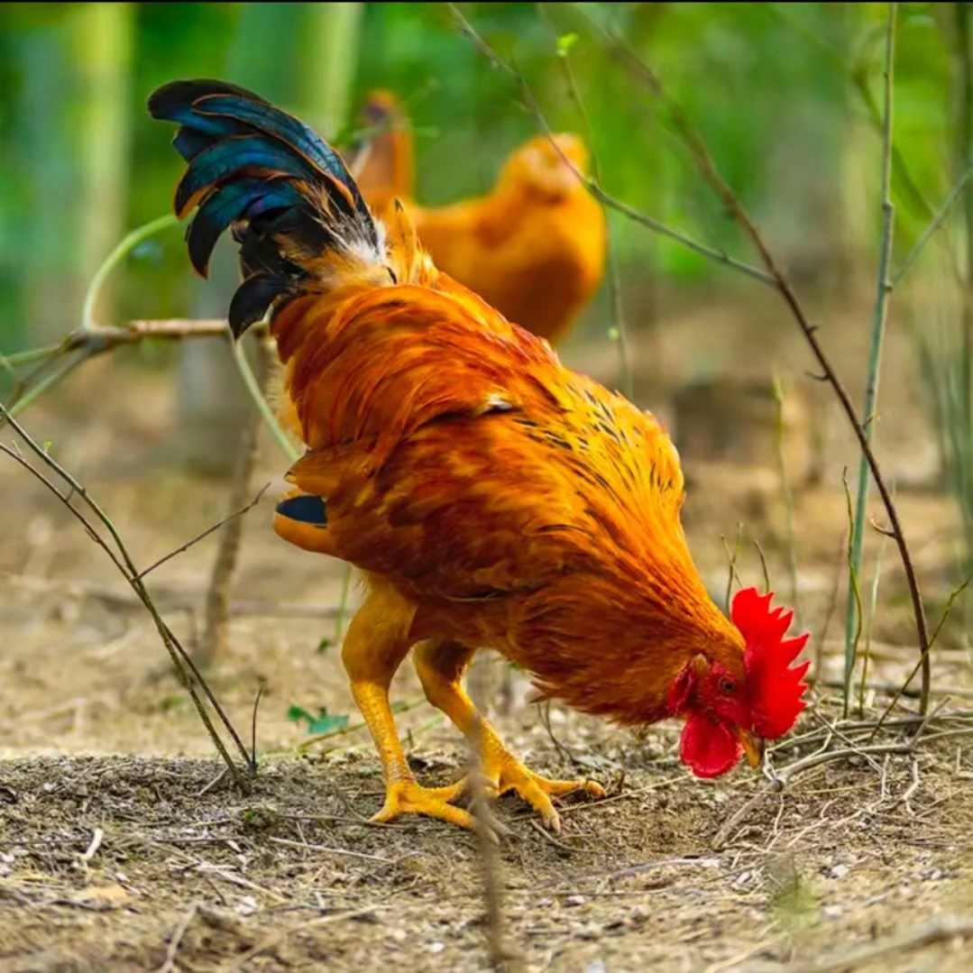 正宗散养小公鸡【童子鸡】3只 ，一只净重约2.1~~2.3斤紧实味美鲜香