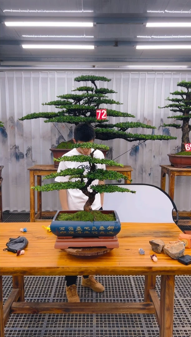 【闪购商品】紫砂精品盆景直播间一物一拍