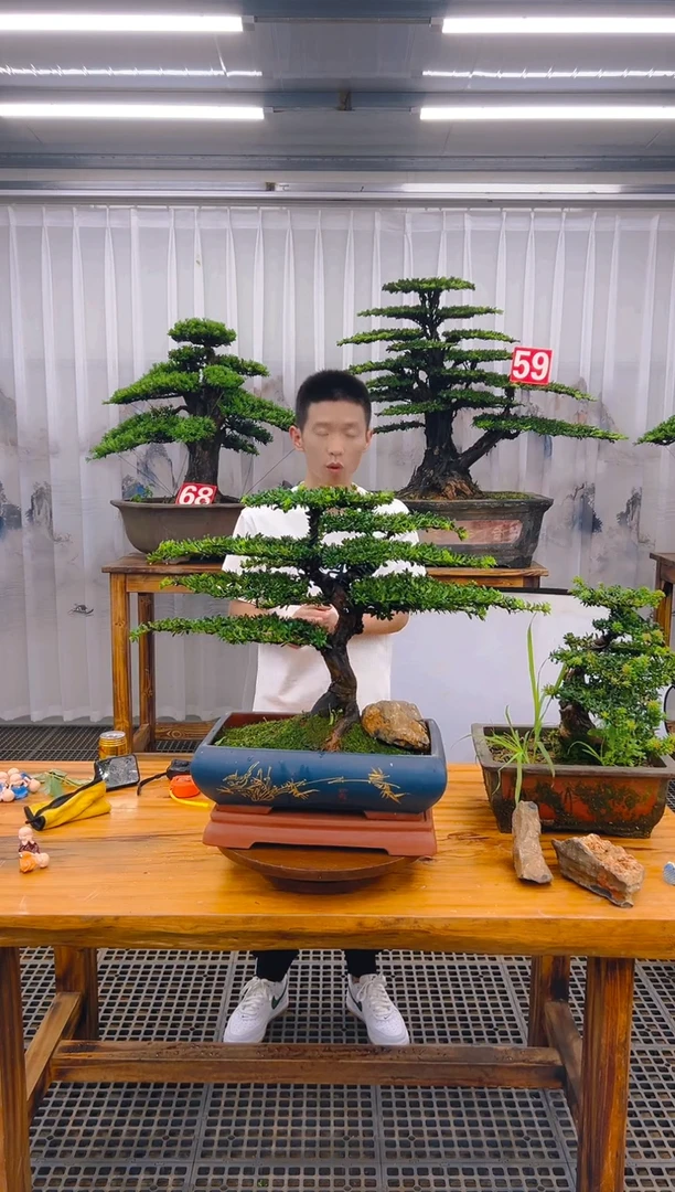 【闪购商品】紫砂精品盆景直播间一物一拍