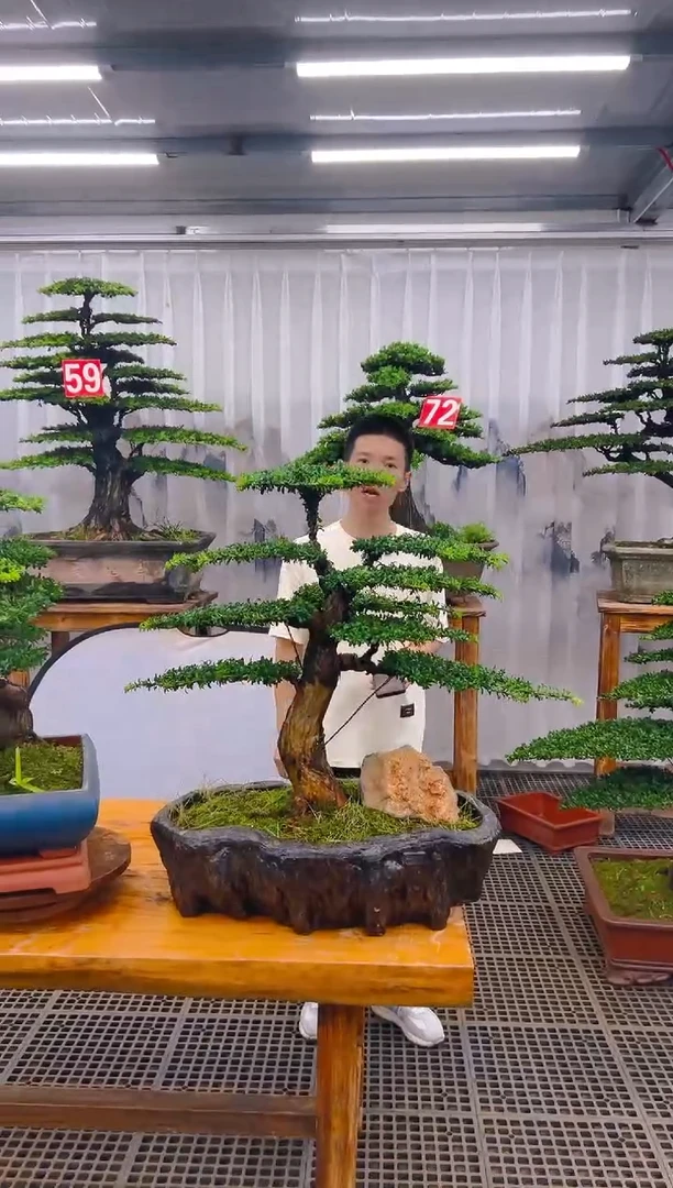 【闪购商品】紫砂精品盆景直播间一物一拍