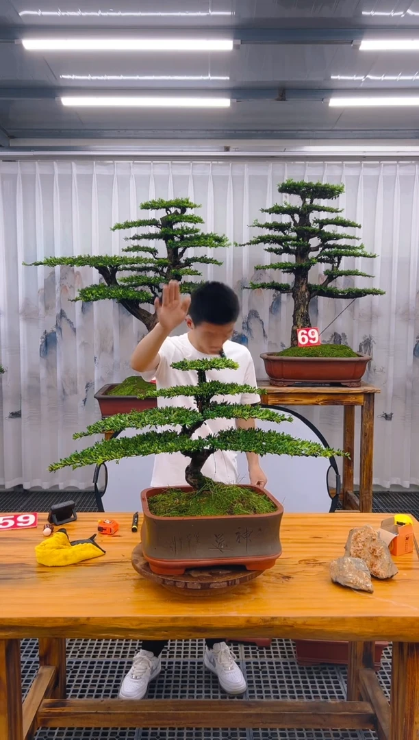 【闪购商品】紫砂精品盆景直播间一物一拍