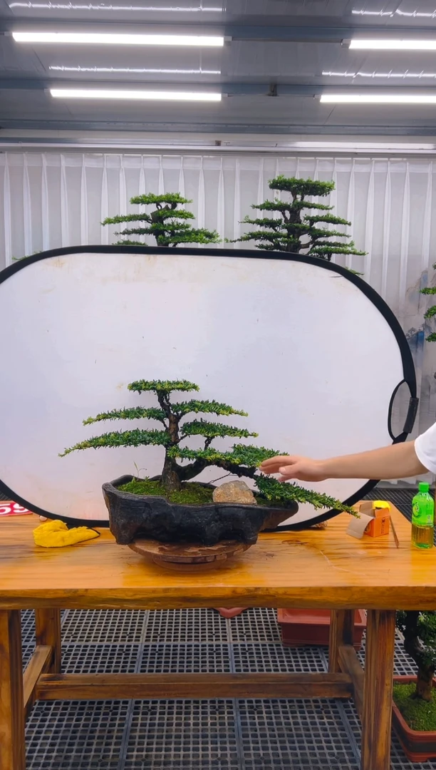 【闪购商品】紫砂精品盆景直播间一物一拍