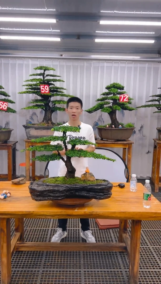 【闪购商品】紫砂精品盆景直播间一物一拍