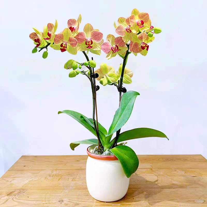 三色鸟   蝴蝶兰 3.5加高杯  带花剑   书桌  阳台  客厅好养绿植