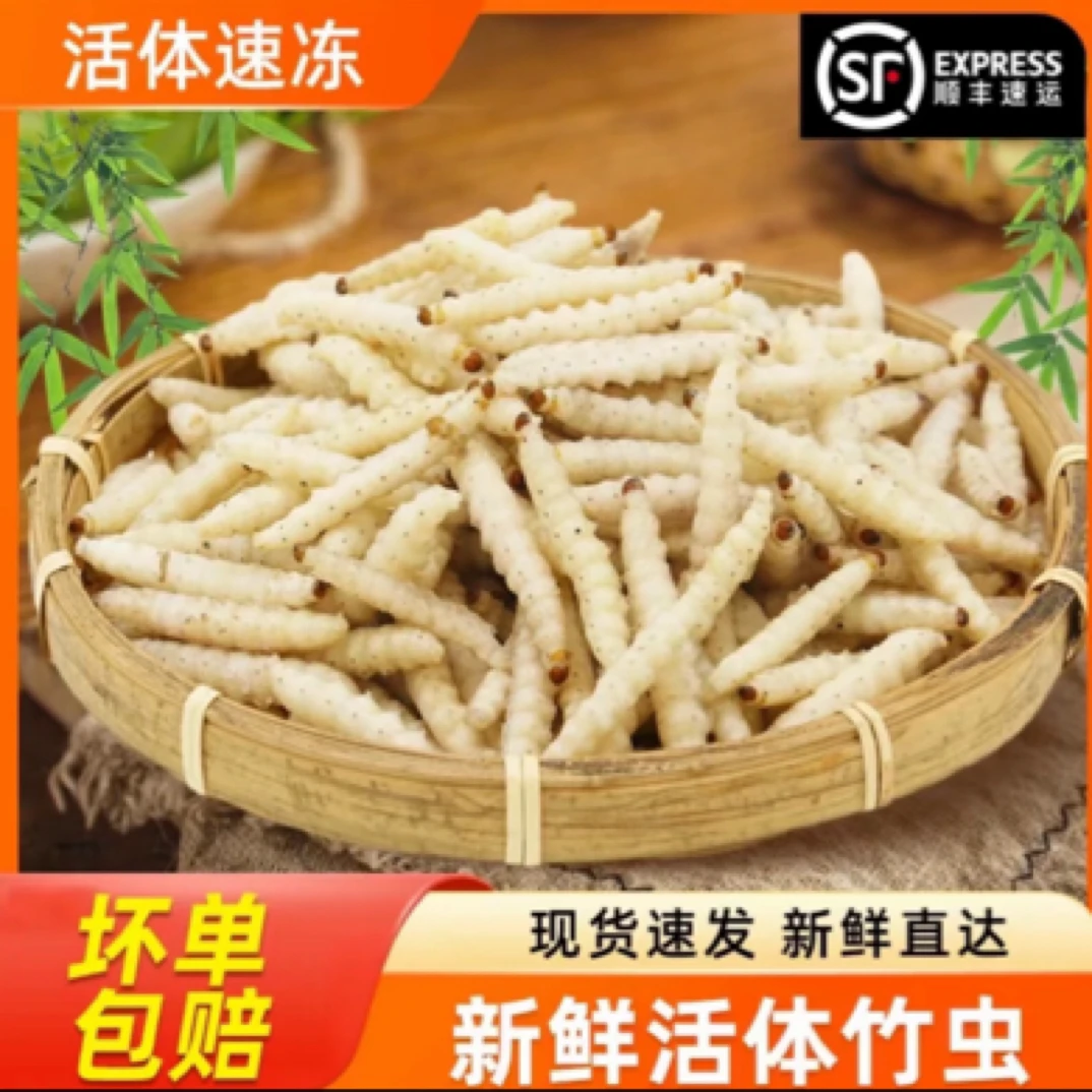 新鲜活体速冻旅行云南可食用竹虫，竹蛹，竹节虫美食瑶族男子虫子