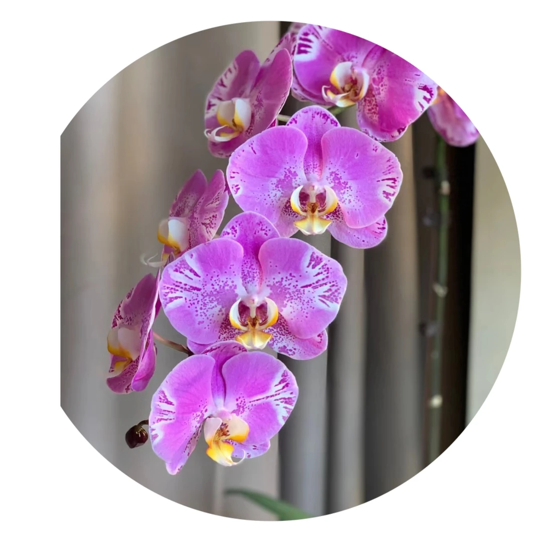 3.5寸加高杯藏宝图品种抽剑苗易反祖