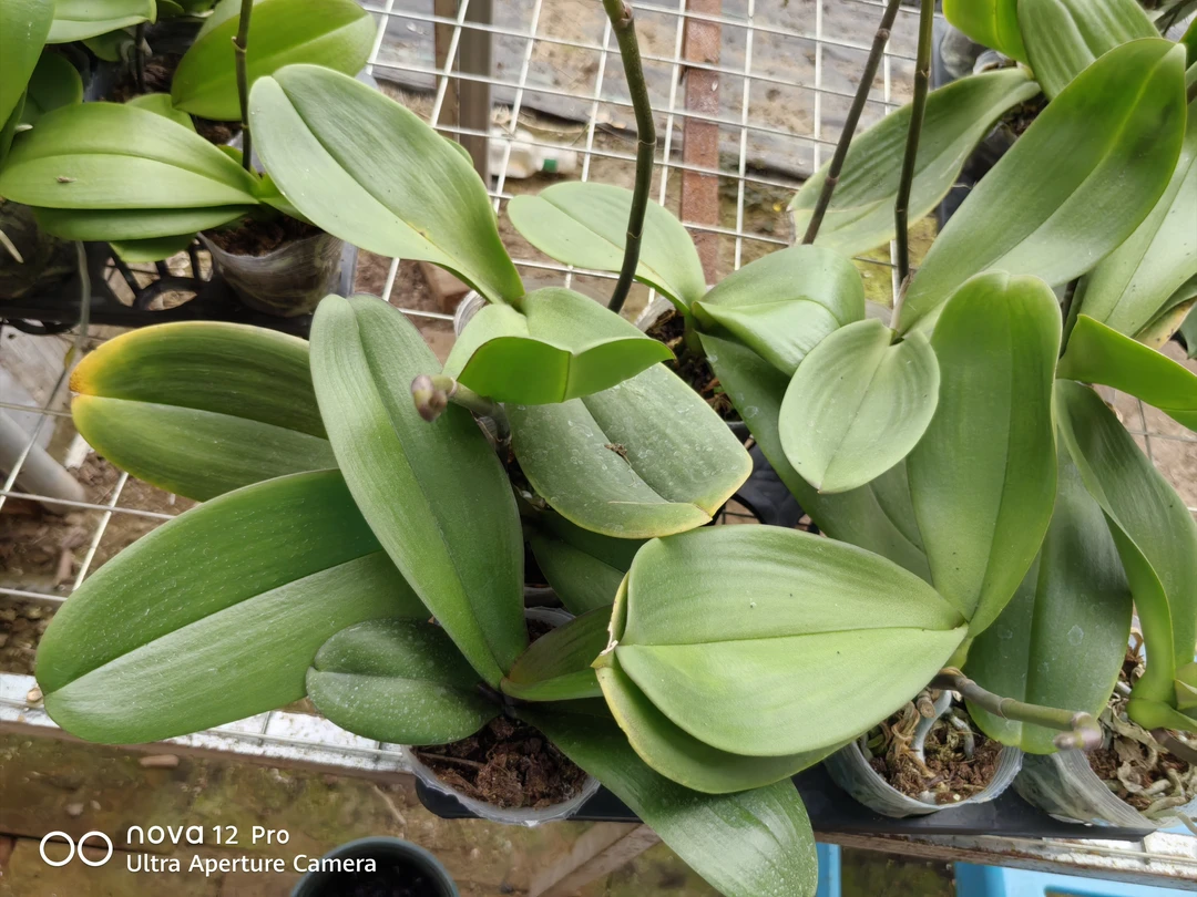 瑕疵款3.5寸大辣椒出剑苗1棵不售后