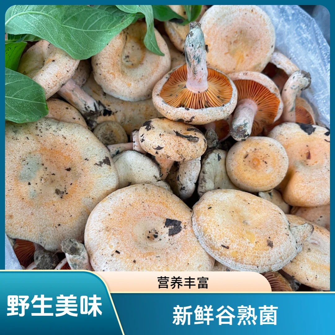 云南文山本地新鲜精选谷熟菌（加工生冻）