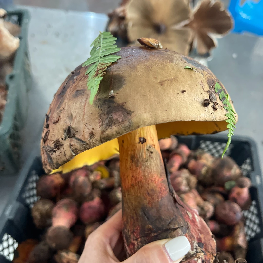 云南新鲜紫葱牛肝菌紫葱见手青（野生菌多少会有虫脚，介意慎拍）