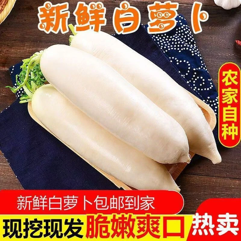 2024年农家自种白萝卜现拔现发包邮到家脆嫩多汁好吃不贵