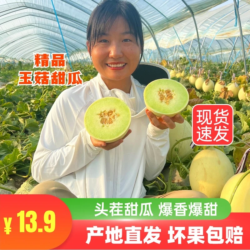 头茬玉菇甜瓜当天采摘发货自然成熟坏果包赔爆甜包邮冰淇淋香瓜