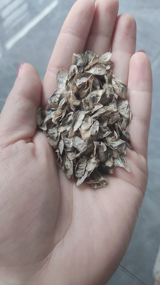 Aloe dichotoma'Namakwa'芦荟萁’Namakwa'箭袋树种子刚到的新货！