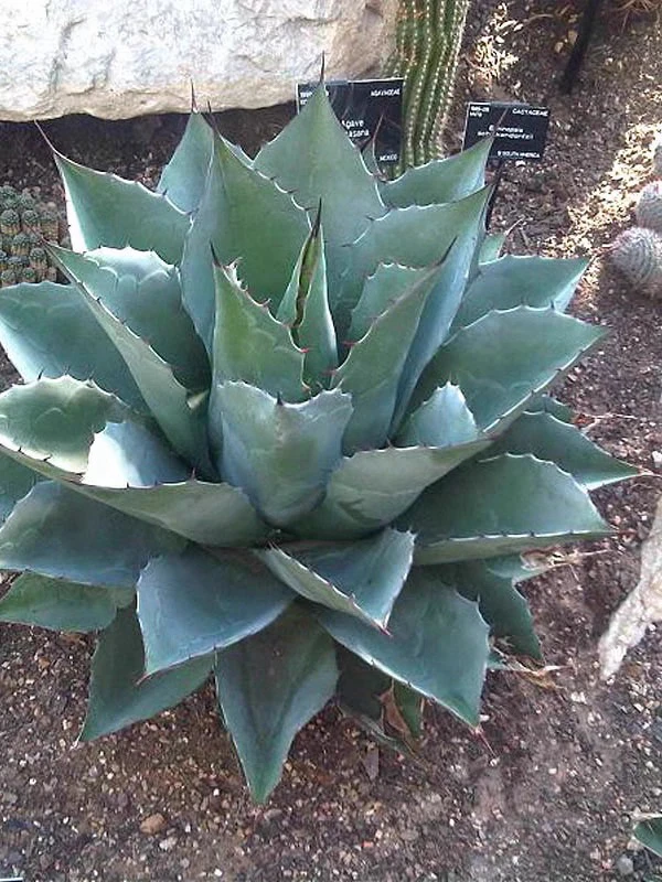 龙舌兰种子五粒包邮 武藏坊龙舌兰Agave colorata 墨西哥进口