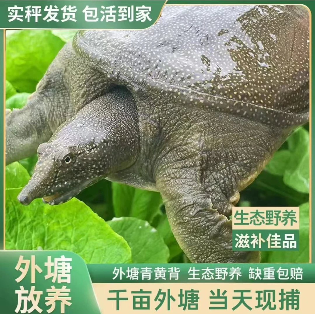 【1只装外塘甲鱼3~4斤】外塘散养青背甲鱼滋补生鲜包邮包活炖汤D
