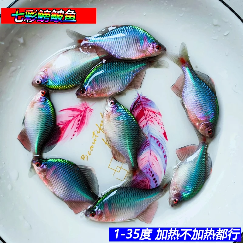 淡水鳑鲏鱼七彩旁皮鱼冷水鱼小型鱼苗群游鱼原生鱼高体鳑鲏活体