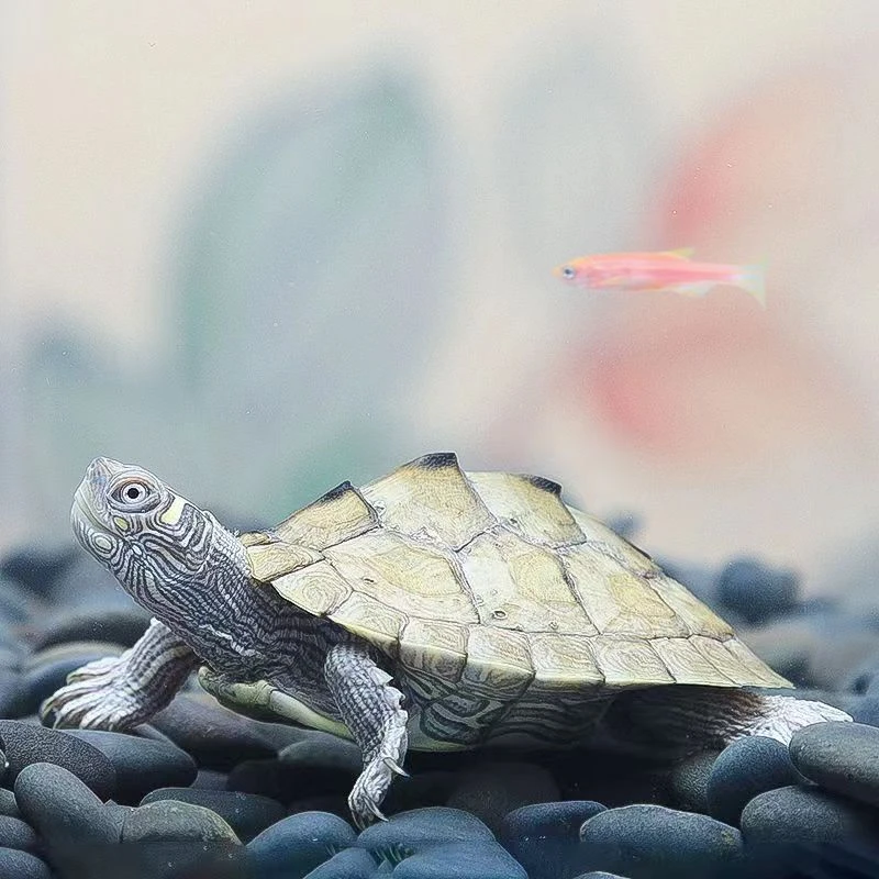 地图火焰斑点元奥小龟深水龟鱼缸混养活物家养观赏龟小宠迷你稀有