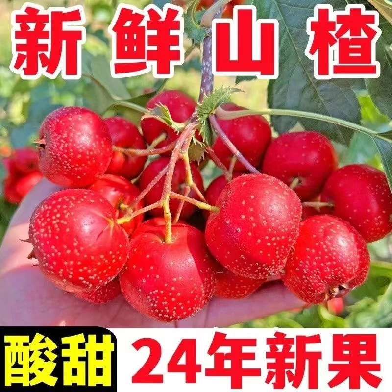 24山楂果新鲜现摘纯农家鲜山楂水果冰糖葫芦雪花山楂球山楂片专用
