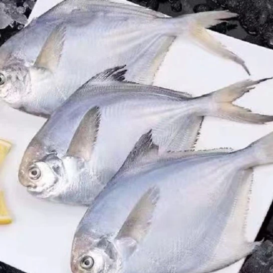野生银鲳鱼  冷冻海鲜 肉质细嫩 500克左右/包*5包  每包5条左右