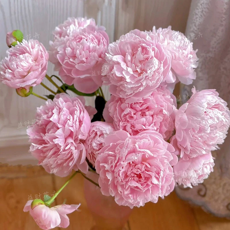 【沙拉】进口种苗，基地直发