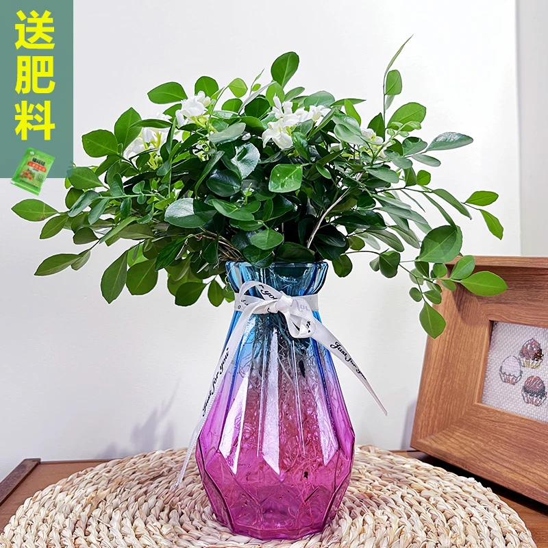 水培驱蚊室内阳台绿植绿植水培植物水养植物九里香盆栽水培花卉