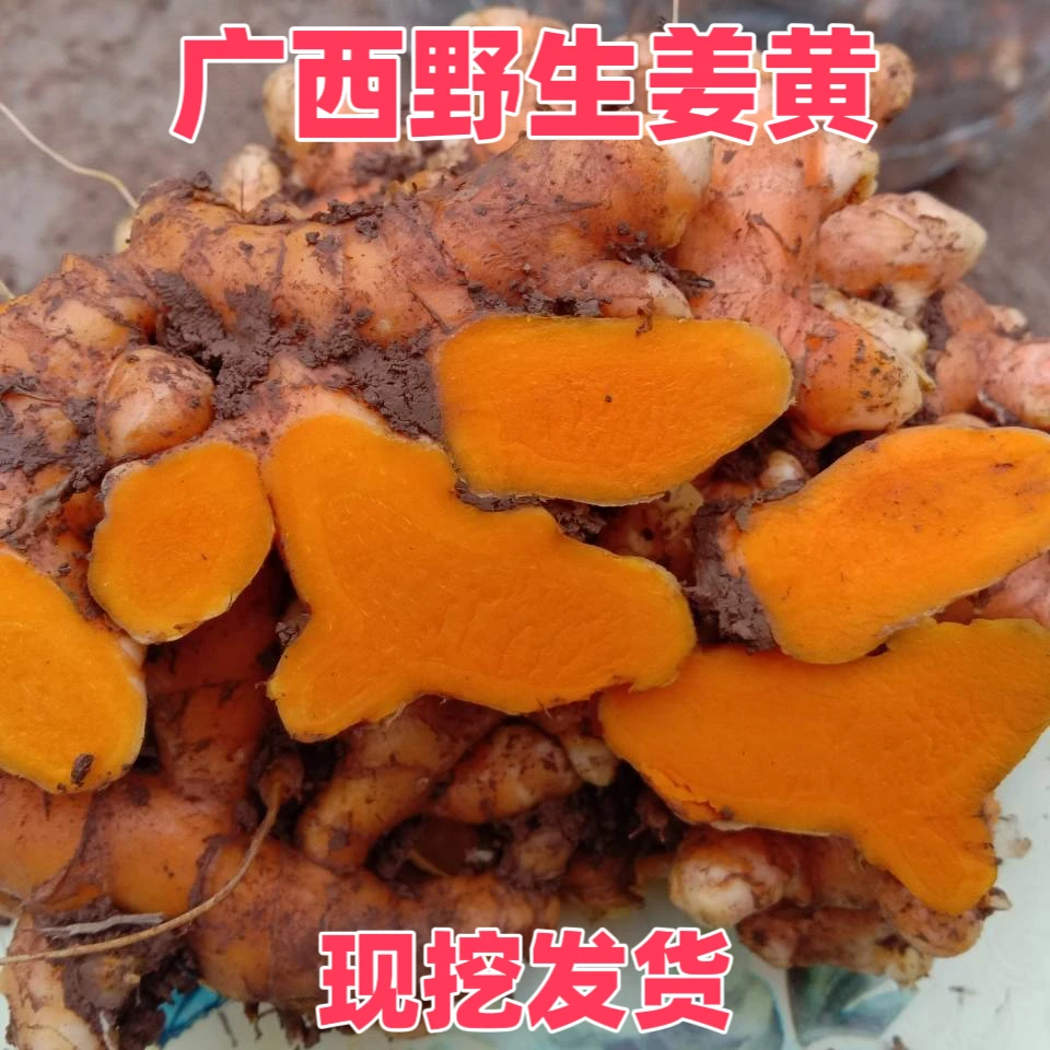 广西配料野生姜黄深山新鲜小黄姜现挖发货精选农家特产500克包邮