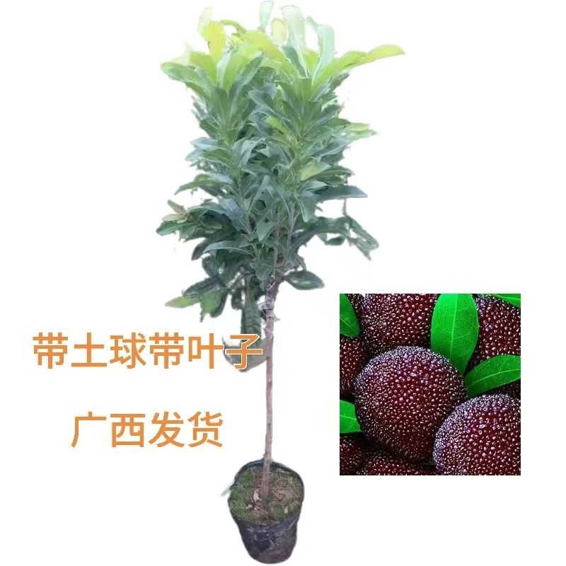 东魁杨梅，黑炭杨梅，早熟杨梅