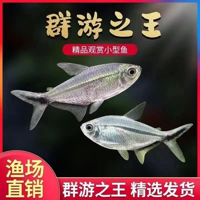 万洋精品黑尾大勾观赏鱼批发灯科斗鱼灯科鱼小型混养水族活体发货